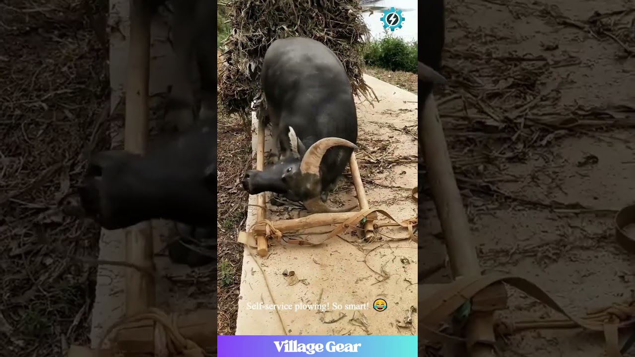 This Buffalo is SMARTER Than My Dog! 😂 Puts On Its Own Plow! 🐃 