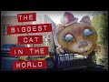 The biggest cat in the world  weird nj