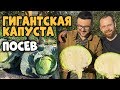 ГИГАНТСКАЯ КАПУСТА! КАК И КОГДА СЕЯТЬ НА РАССАДУ КАПУСТУ?