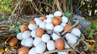 WOW WOW! a female fisherman pick a lot of duck eggs in the forest near the village