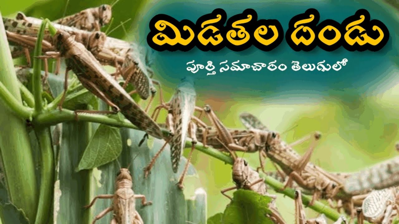 Locusts Swarm Detailed locusts-swarm-detailed