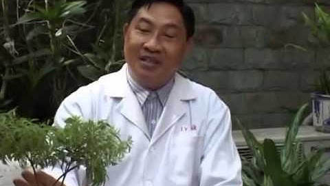 Cây Đinh Lăng-Tác dụng chữa bệnh của Đinh Lăng