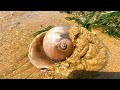 【English sub】沙滩上很多猫眼螺钻沙，一个个全是大鼓包，小章抓的太过瘾了！【赶海小章】