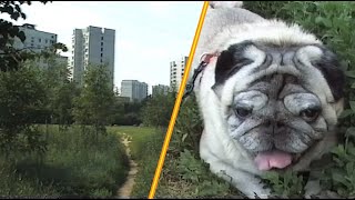 Прогулка с мопсом Фантик/Walk with pug dog(14.07.2006)