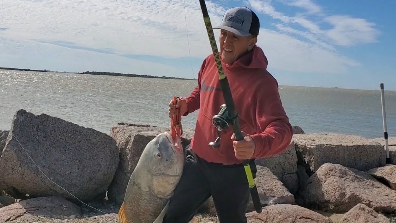 Huge Black Drum Caught at the Texas City Dike on November 12, 2022