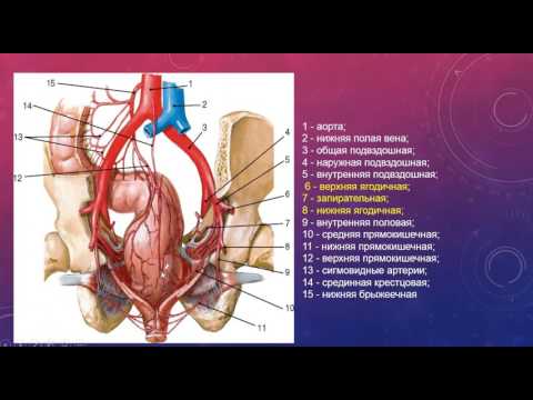 ВНУТРЕННЯЯ ПОДВЗДОШНАЯ АРТЕРИЯ