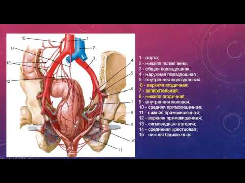 Видео: Анатомия, функция и схема внутренней подвздошной артерии (гипогастральной артерии) - Карты тела