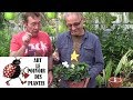 Tuto jardinage gardnia comment le faire fleurir entretien et arrosageplante verte dintrieur