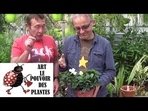 Vidéo: Gardenia (51 Photos): Caractéristiques Des Soins à Domicile, Caractéristiques De La Pivoine Gardénia Et Tahitienne. Comment Transplanter ? Variétés à Fleurs Blanches, Jaunes Et Ros