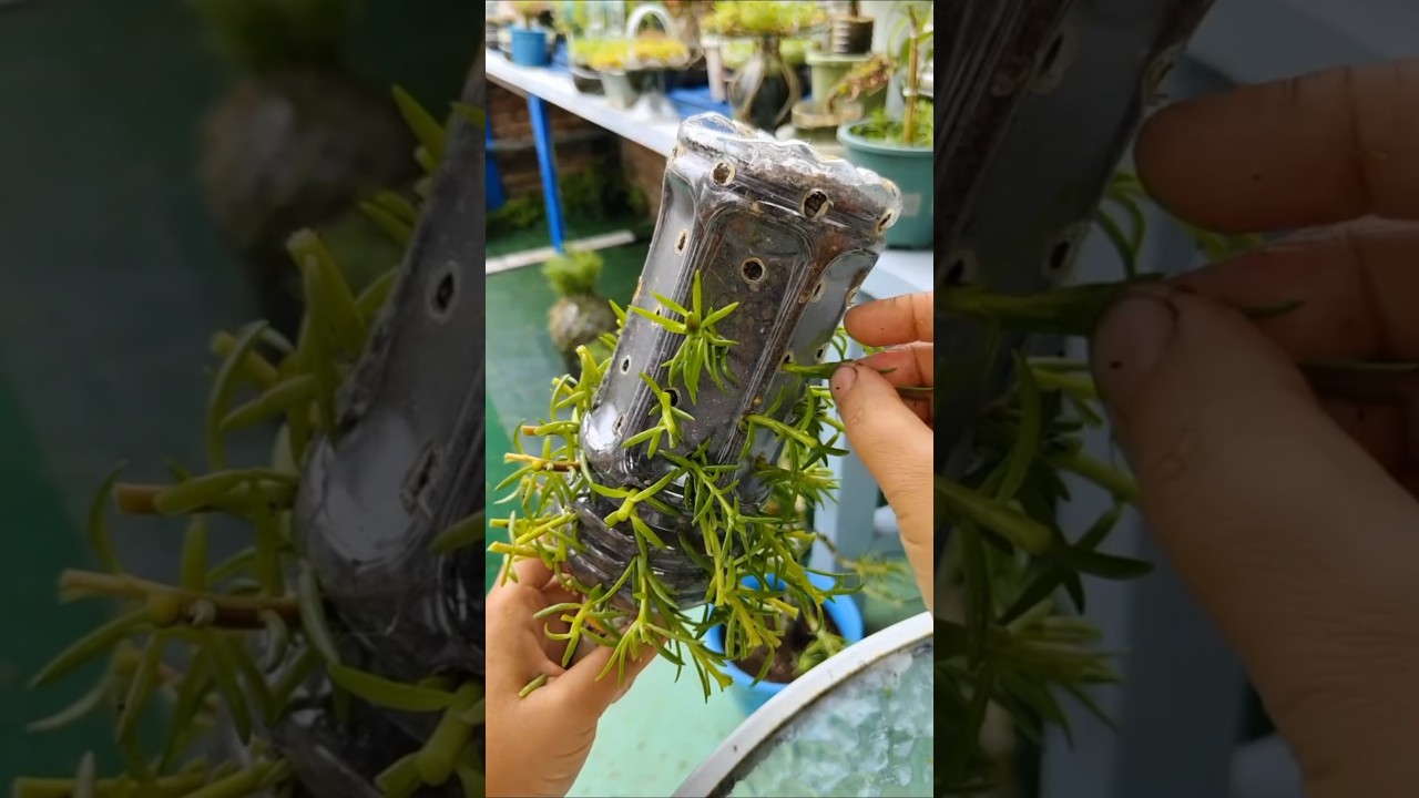 Handmade waste bottle when drink finished for grow plant portulaca flower #shorts #gardening #plants