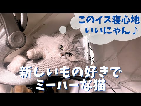 新しいもの好きでミーハーな猫｜ラガマフィンのラガさん