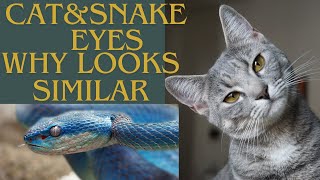 why cat Eyes looks like snake & Not  the lion