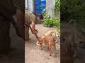 #shorts #shortvideo #dogshorts #puppy #puppylove #puppylife #pets #petlover #petlife #petcare
