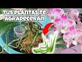 ORO VERDE | El mejor ABONO NATURAL para tus plantas