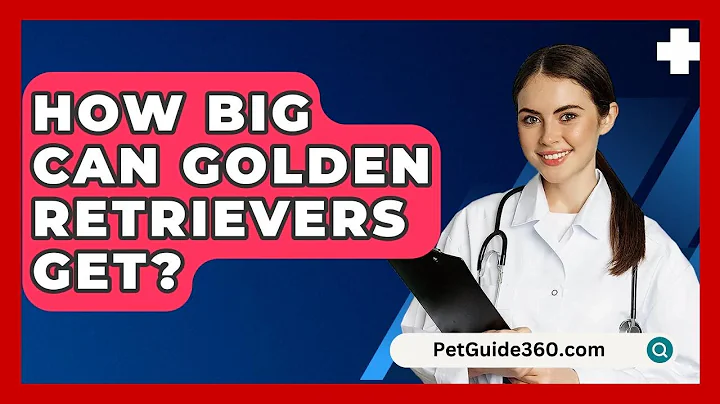 How Big Can Golden Retrievers Get? - PetGuide360.com