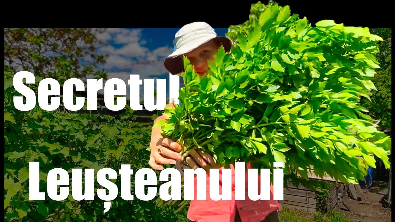 Secretul Leușteanului. Cultivare Ușoară în Grădina Ta 🌱
