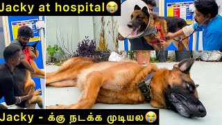 Jacky  க்கு நடக்க முடியல | Jacky at hospital | Jacky the German Shepherd