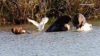 GARÇA-BRANCA-PEQUENA (EGRETTA THULA), SNOWY EGRET, Pesca embarcada em CAPIVARA, CULTURA EM ANIMAIS.