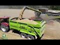 Claas Lexion 8900 Harvesting Wheat