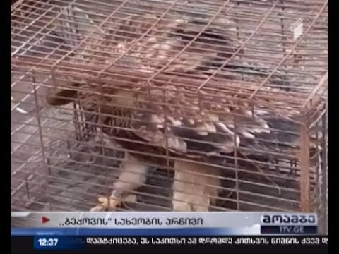 იშვიათი ჯიშის არწივი საცხოვრებელ სახლში აღმოაჩინეს