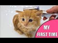 My first bath // My first time // Cat bathing in water!