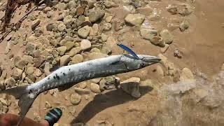 Pesca de Barracuda ( Isla Tortuguilla - Puerto Escondido Colombia)