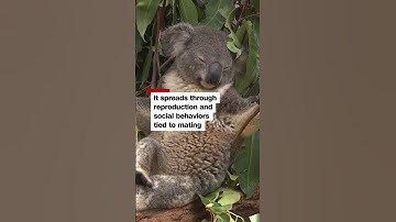 Koalas get first chlamydia vaccine