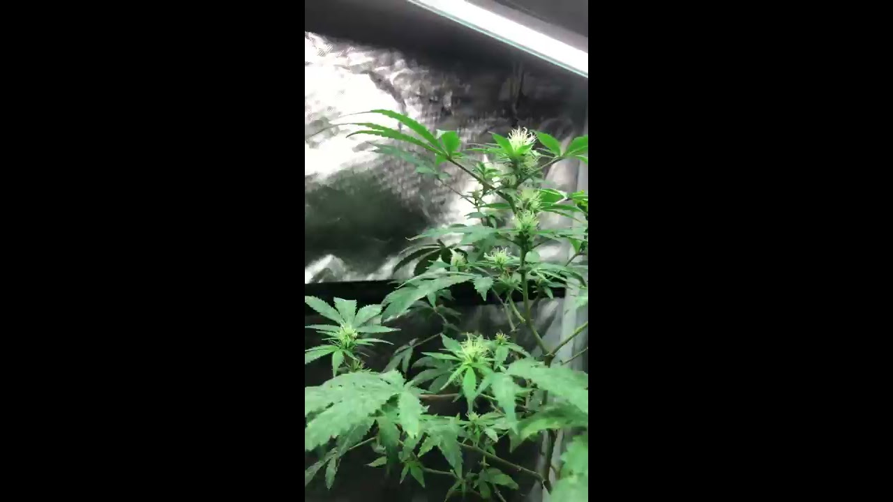 Feminized Cannabis Seeds using Colloidal Silver (Tiresias Mist)