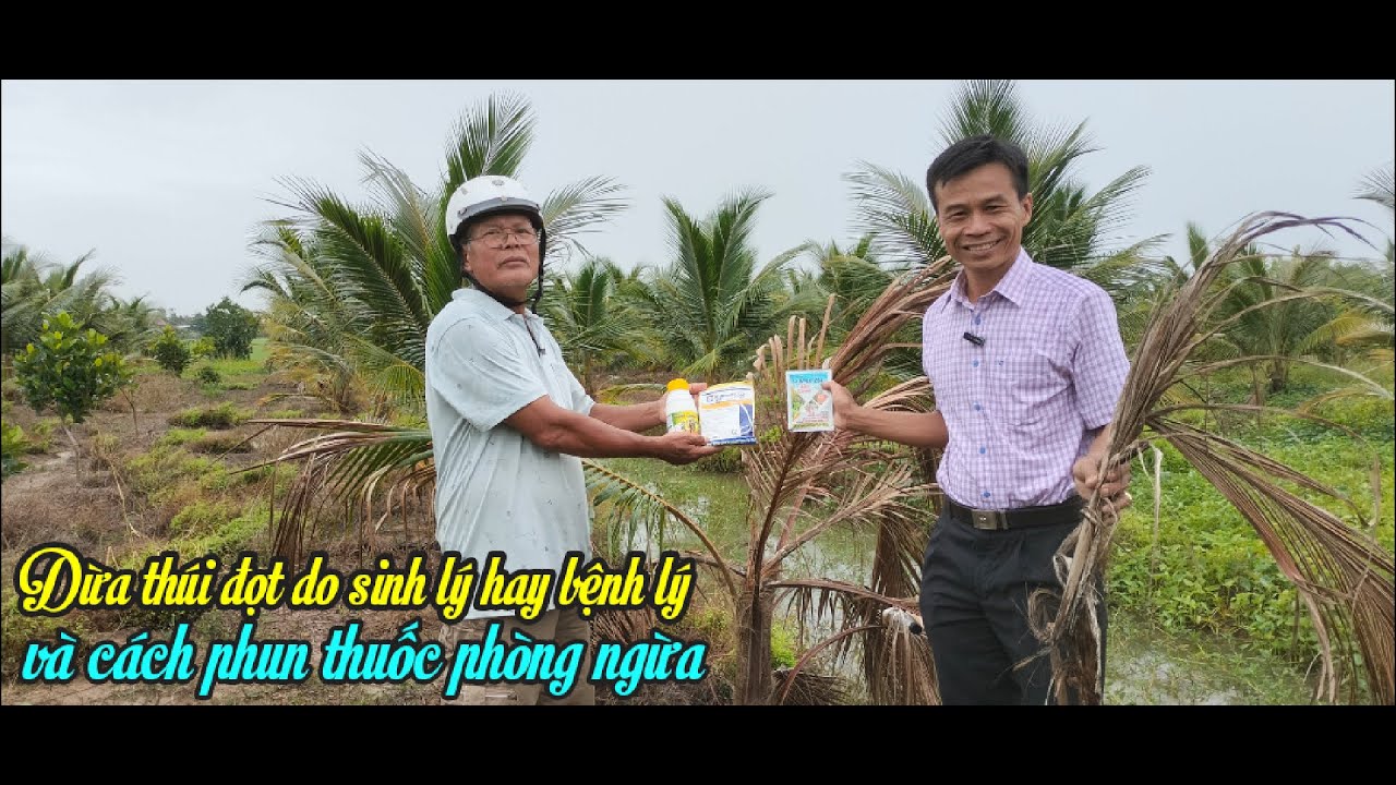 DỪA BỊ THÚI ĐỌT C.H.Ế.T CÂY DO SINH LÝ HAY BỆNH LÝ - CÁCH PHUN THUỐC NGỪA ĐỊNH KỲ HẠN CHẾ THÚI ĐỌT.