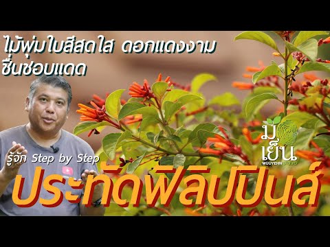 วีดีโอ: การขยายพันธุ์เมล็ดพันธุ์ Firebush – เรียนรู้วิธีการปลูกเมล็ด Firebush