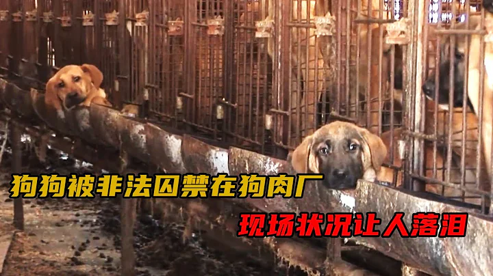 狗狗被囚禁在废弃狗肉厂，没吃没喝两个月，现场状况让人落泪#狗狗 #暖心 #正能量 - 天天要闻