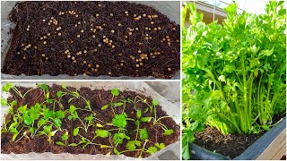 Growing coriander plants from coriander seeds at home in a plastic bottle !!!