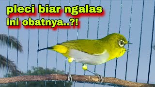 Pleci Buxtoni Ngalas,Pancingan Pleci Bahan Biar Ngalas.Pleci Gacor