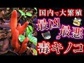 触るだけでアウト...猛毒キノコ カエンタケの持つ恐るべき毒性【ゆっくり解説】