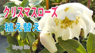 【初めてのクリスマスローズ】やってみました。クリスマスローズの植え付け/園芸初心者