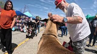Great Dane Oliver at the Simi Valley Spring Street Fair 2026 (8 of 8)