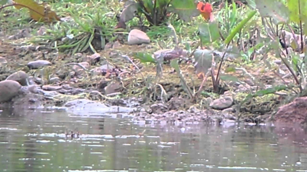 Spotted Sandpiper 