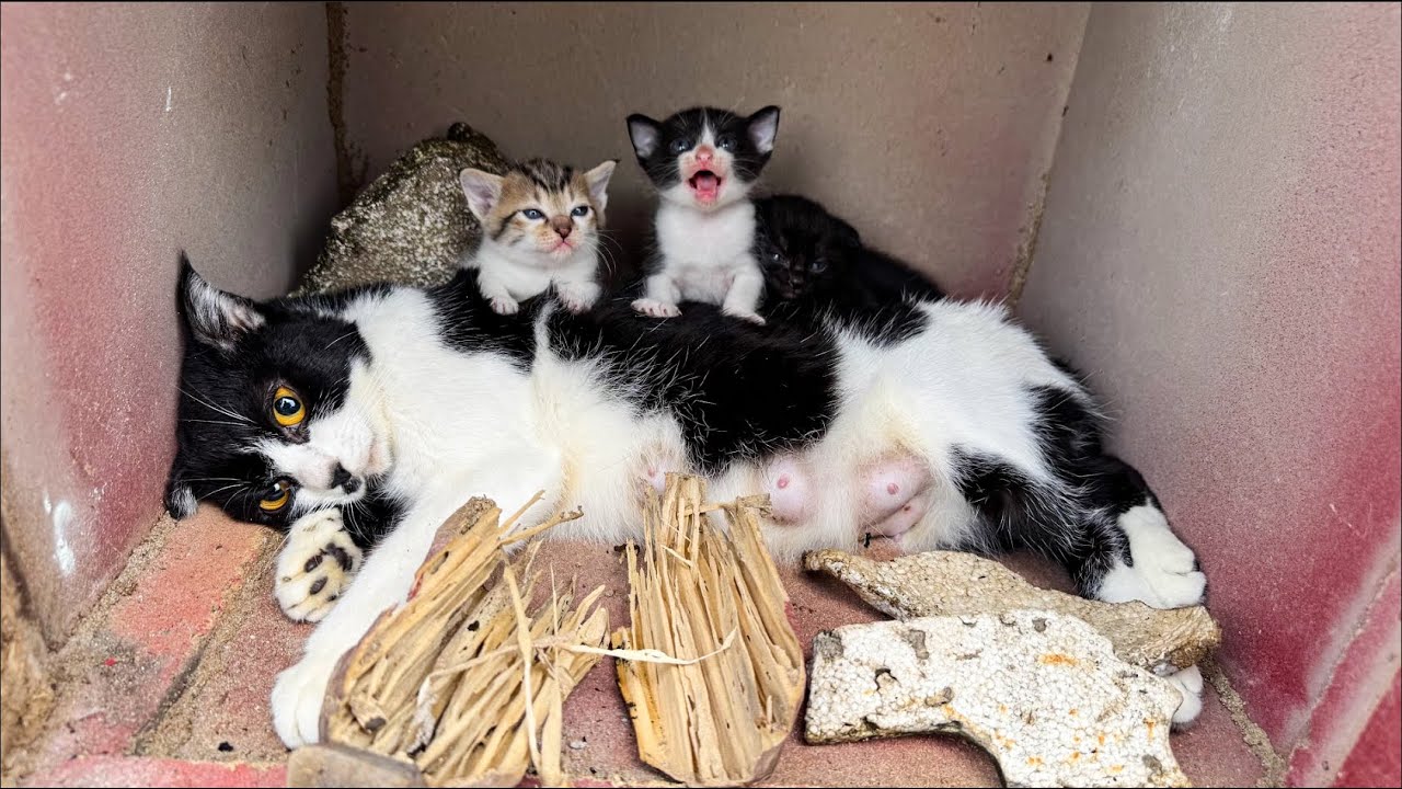 Courageous Rescue: Heartwarming Journey, Stray Cats' Rescue & Recovery | LTT Animal- Rescue