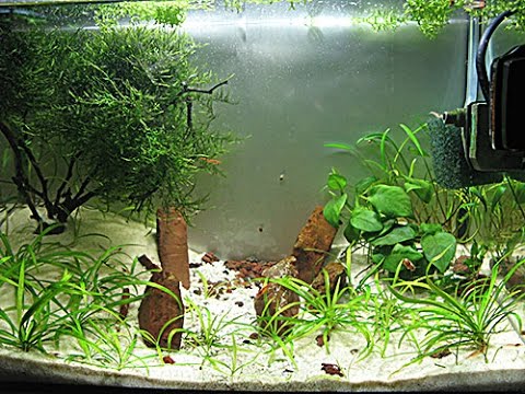 Aquascape low cost acquario 25 litri aquarium caridinaio sabbia bianca  anubias muschio 