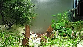 Aquascape low cost acquario 25 litri aquarium caridinaio sabbia bianca anubias muschio