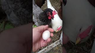 20 weeks old Chicks and I see the 1st egg ? minnesota fun explore northdakota pfy taxes