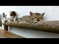 【眠たい猫と】VS【遊びたい猫】