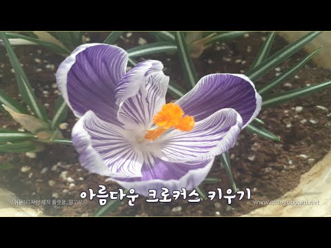 보석처럼 아름다운  크로커스  키워보세요