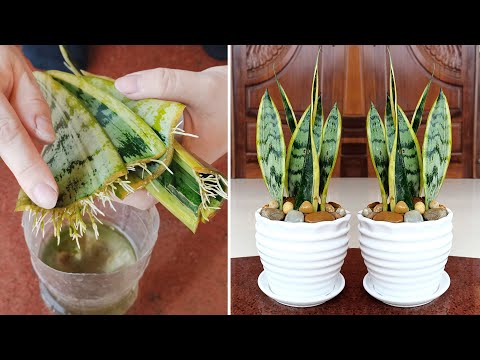 Sansevieria trifasciata ช่วยให้นอนหลับสบายและวิธีการขยายพันธุ์ด้วยน้ำสำหรับรากจำนวนมากนั้นง่ายมาก