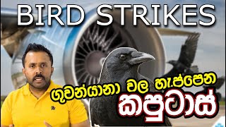 ගුවන්‍ යානා වල හැප්පෙන කුරුල්ලන්  | Bird Strikes ගැන විස්‍තර​