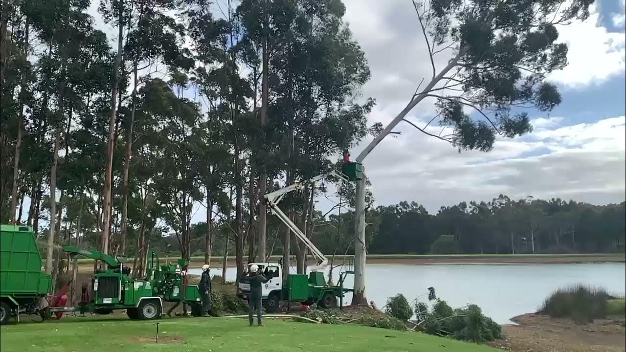 Naturaliste Tree Care Dunsborough Arborist Tree Pruning YouTube