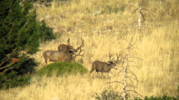 Huge Velvet Mule Deer, Tines Up, Big Buck, Digiscoping, Vortes  Razor, Filming through a Vortex
