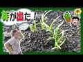 人参の芽が出ました！【植レポ】りょういちの植物レポート（家庭菜園）