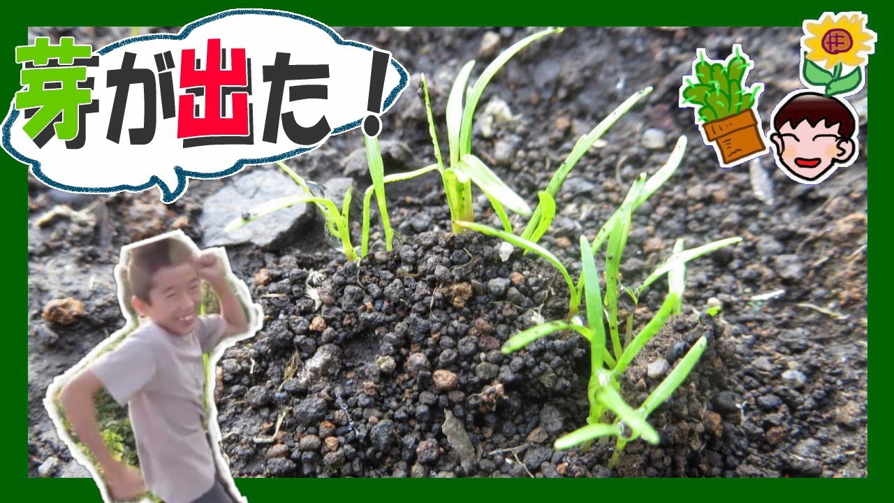 人参の芽が出ました 植レポ りょういちの植物レポート 家庭菜園 Youtube