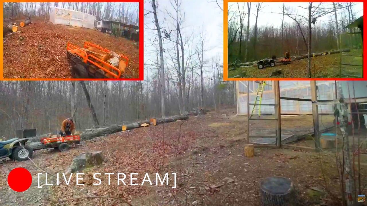 [LIVE] Stump preparation and wood cleanup Part 1